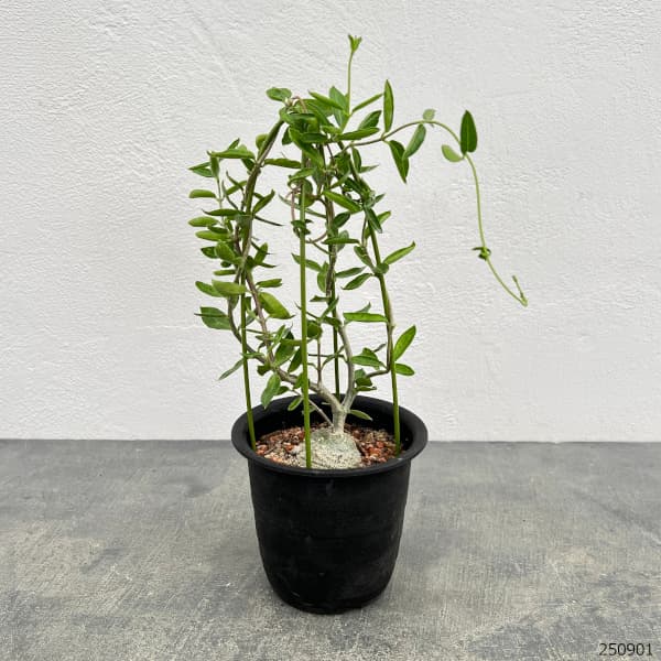 観葉植物 フォッケア エデュリス 火星人 3号...の詳細画像1