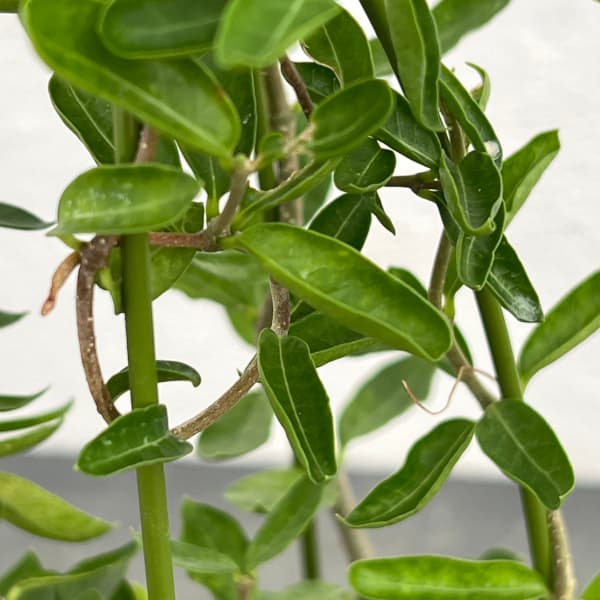 観葉植物 フォッケア エデュリス 火星人 3号...の詳細画像2