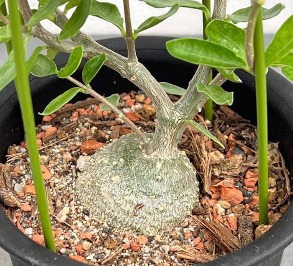観葉植物 フォッケア エデュリス 火星人 3号...の詳細画像3