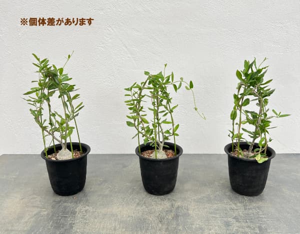 観葉植物 フォッケア エデュリス 火星人 3号...の詳細画像4