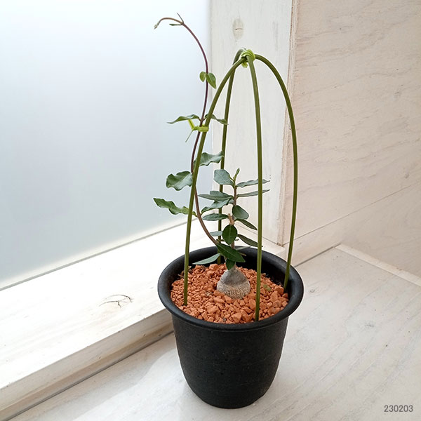 観葉植物 フォッケア エデュリス 火星人 3号...の詳細画像5