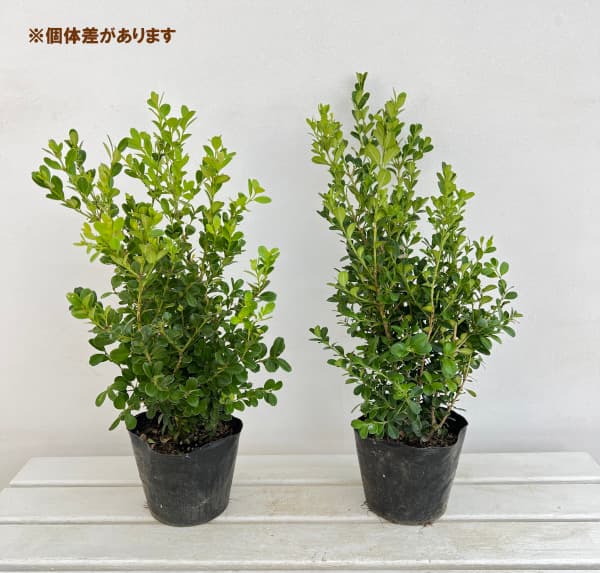 花木 庭木の苗 ボックスウッド(西洋ツゲ)5号ポットの詳細画像3