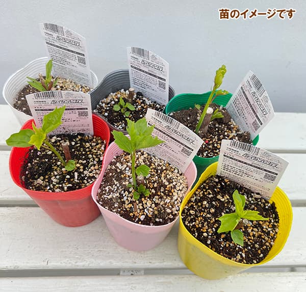 花木 庭木の苗 宿根ハイビスカス タイタンビカス ホワイトブリーズ3.5