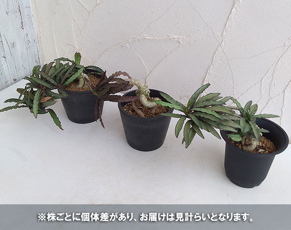 観葉植物/ユーフォルビア　フランコイシー 4号ポット｜engei｜03
