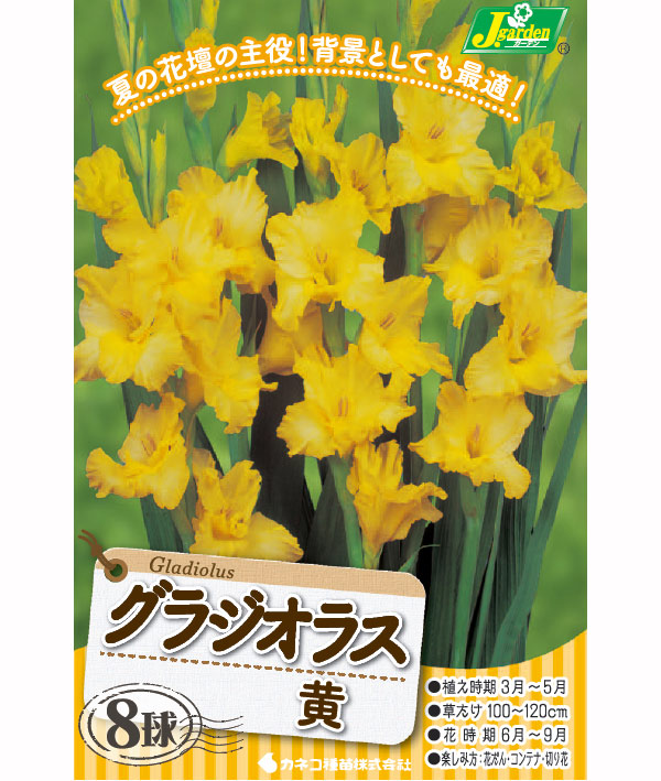 球根 グラジオラス単色咲き 黄8球入りの詳細画像2