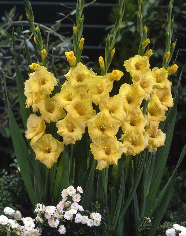 球根 グラジオラス単色咲き 黄8球入りの詳細画像1