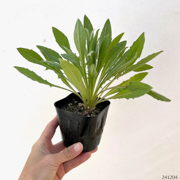 草花の苗 ヤグルマソウ(矢車草) 高性ブルー3...の詳細画像1