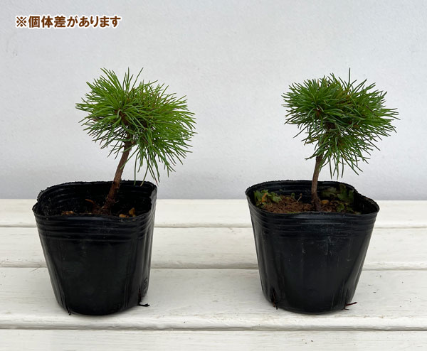 那須五葉松の商品一覧 通販 - Yahoo!ショッピング