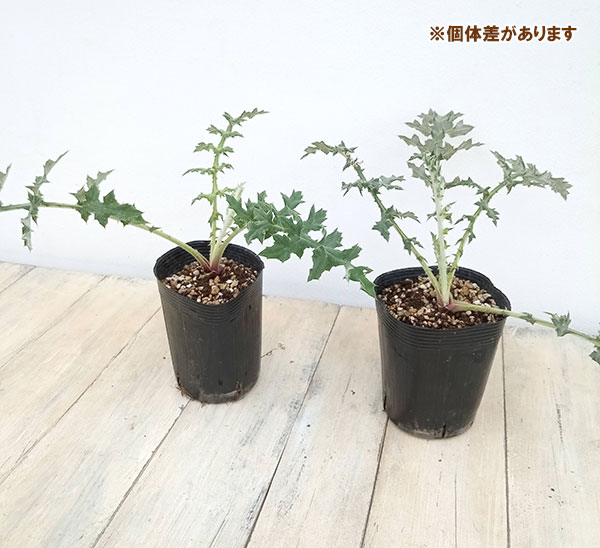 草花の苗 サマーセール (わけあり特価)エキノ...の詳細画像4