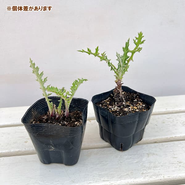 草花の苗 サマーセール (わけあり特価)エキノ...の詳細画像2