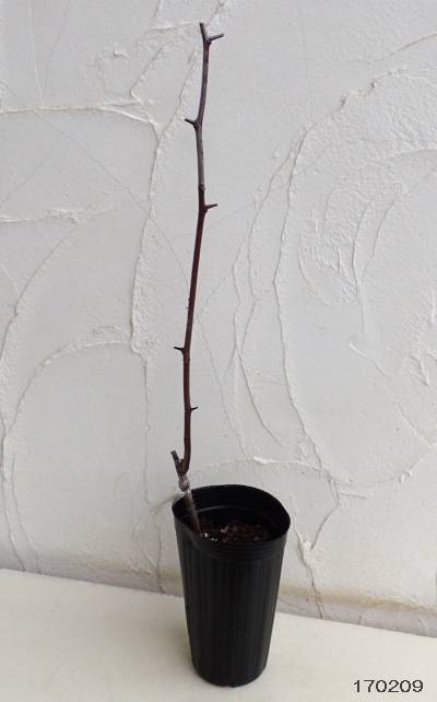 果樹の苗 ナツメ 新疆棗王（シンキョウナツメオウ）4号ポット接木苗