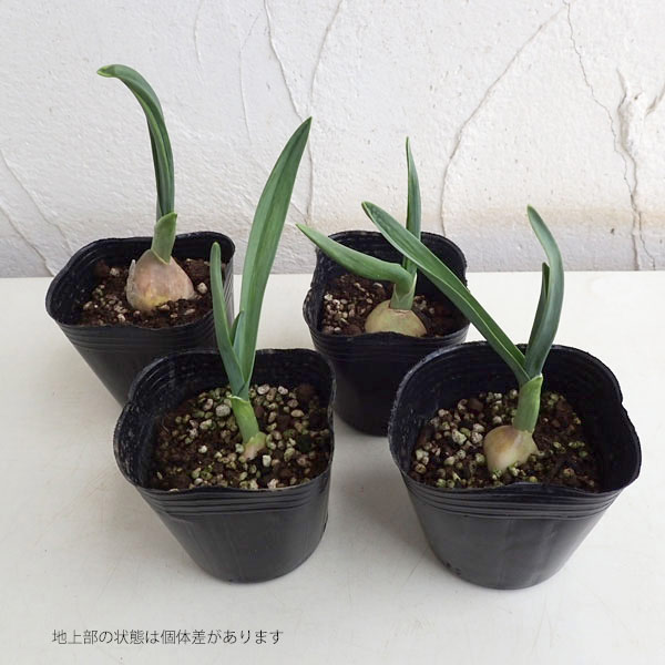 野菜の苗 ニンニク ホワイトニンニクの苗3号ポットの詳細画像1