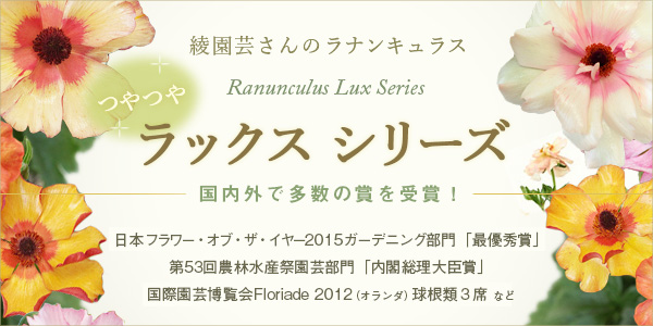 草花の苗/（わけあり特価）ラナンキュラス：ラックス　サティロス3.5-4号ポット（開花終了株・地上部なし）｜engei｜02