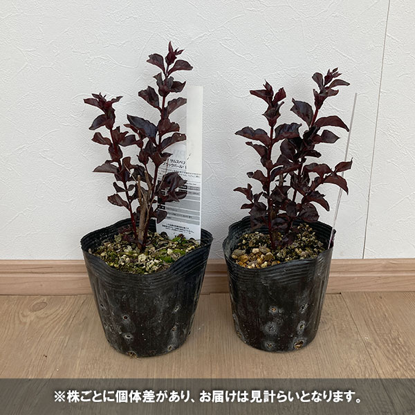 花木 庭木の苗/サルスベリ：ブラックパール レッド5号ポット｜engei｜03