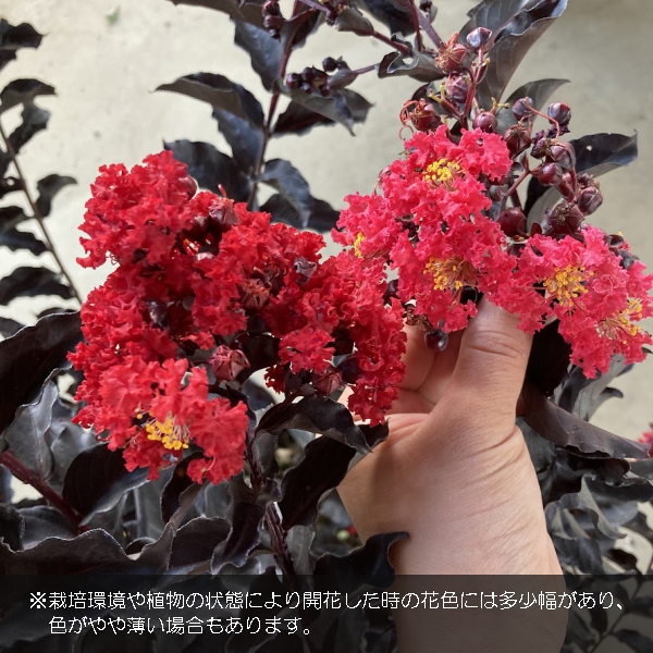 花木 庭木の苗/サルスベリ：ブラックパール レッド5号ポット｜engei｜12