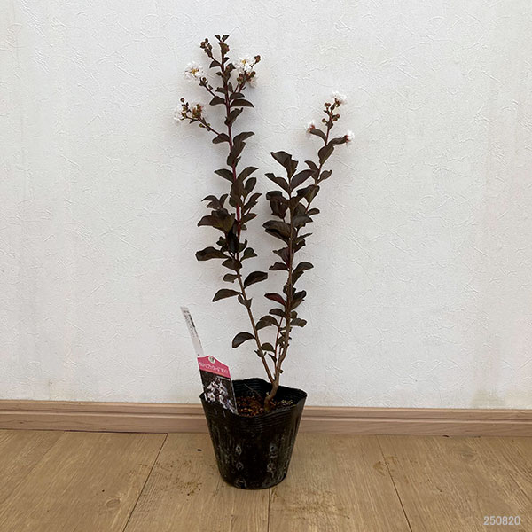 花木 庭木の苗 サルスベリ（百日紅） ブラックパール ホワイト5号