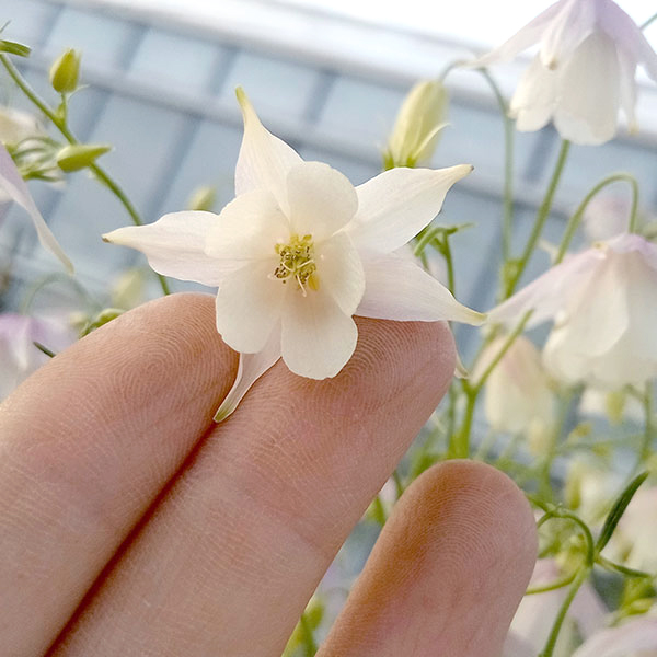 山野草の苗 風鈴オダマキ(フウリンオダマキ) ...の詳細画像1