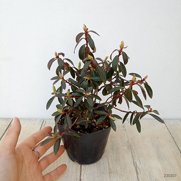 花木 庭木の苗 ツツジ（ブルー系） さざなみ4〜4.5号ポット |  | 08