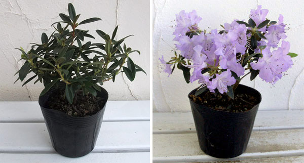 花木 庭木の苗 ツツジ（ブルー系） さざなみ4〜4.5号ポット |  | 09