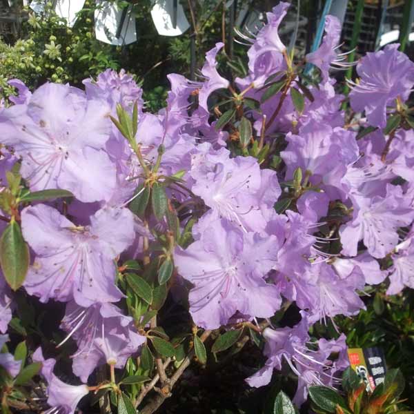 花木 庭木の苗 ツツジ（ブルー系） さざなみ4〜4.5号ポット |  | 01