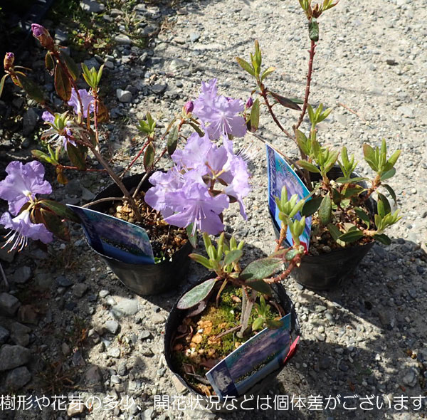 花木 庭木の苗 ツツジ（ブルー系） さざなみ4〜4.5号ポット |  | 03