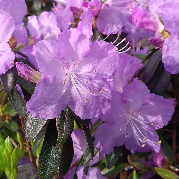 花木 庭木の苗 ツツジ（ブルー系） さざなみ4〜4.5号ポット |  | 04