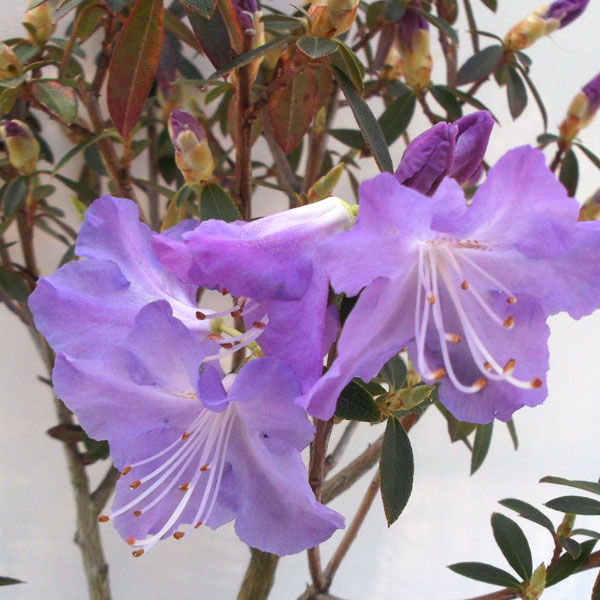 花木 庭木の苗 ツツジ（ブルー系） さざなみ4〜4.5号ポット |  | 05