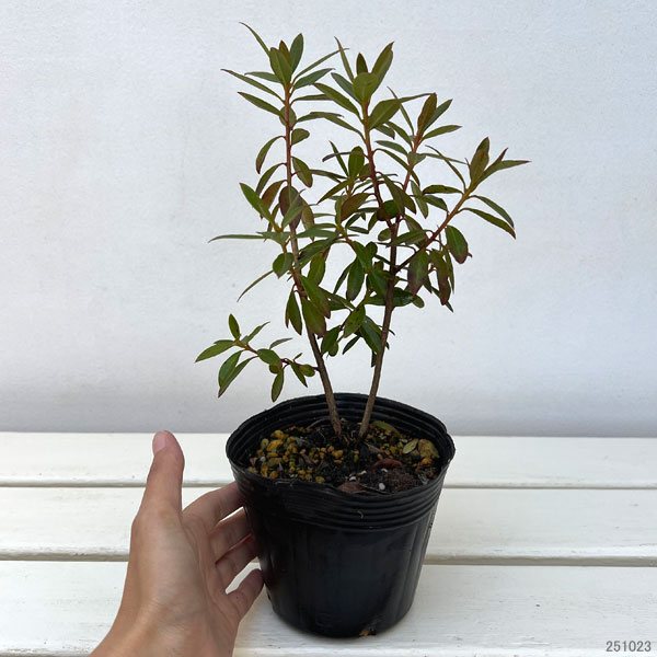 花木 庭木の苗 ツツジ（ブルー系） さざなみ4〜4.5号ポット |  | 06