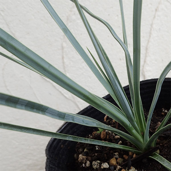 観葉植物 ユッカ ロストラータ4号ポットの詳細画像2