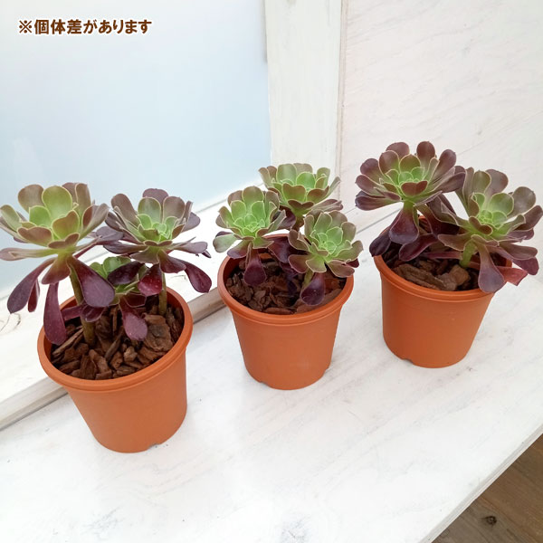 観葉植物/アエオニウム：カシミアバイオレット4号鉢植え｜engei｜06