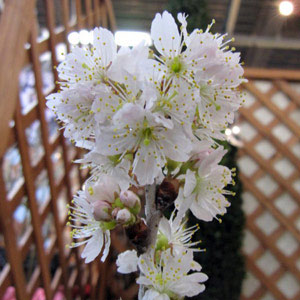 果樹の苗 サクランボ だんちおうとう(暖地桜桃...の詳細画像3