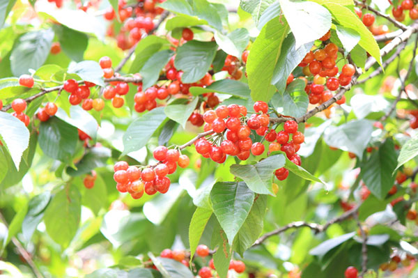果樹の苗 サクランボ だんちおうとう(暖地桜桃...の詳細画像1
