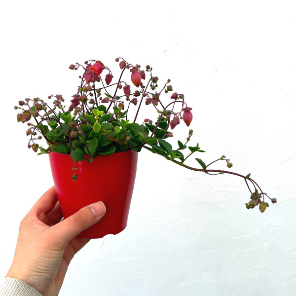 草花の苗 カランコエ・フィフィ3.5号ポット |  | 08