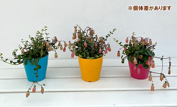 草花の苗 カランコエ・フィフィ3.5号ポット |  | 04