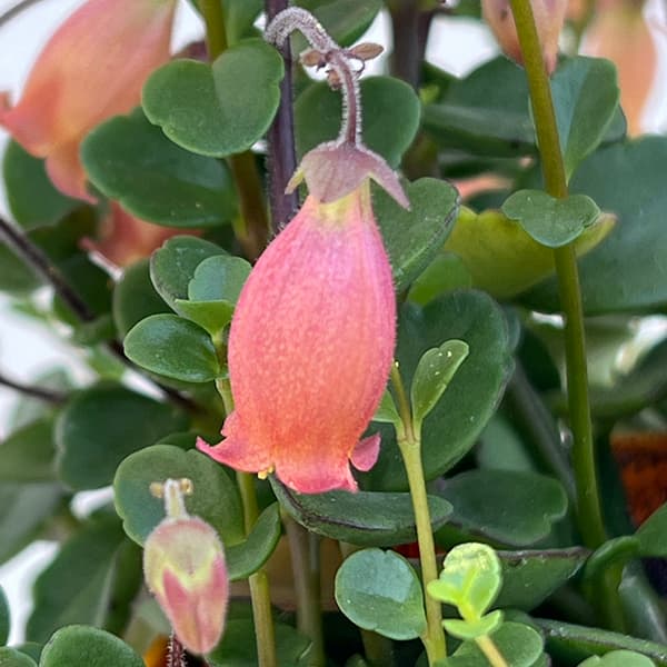 草花の苗 カランコエ・フィフィ3.5号ポット |  | 02