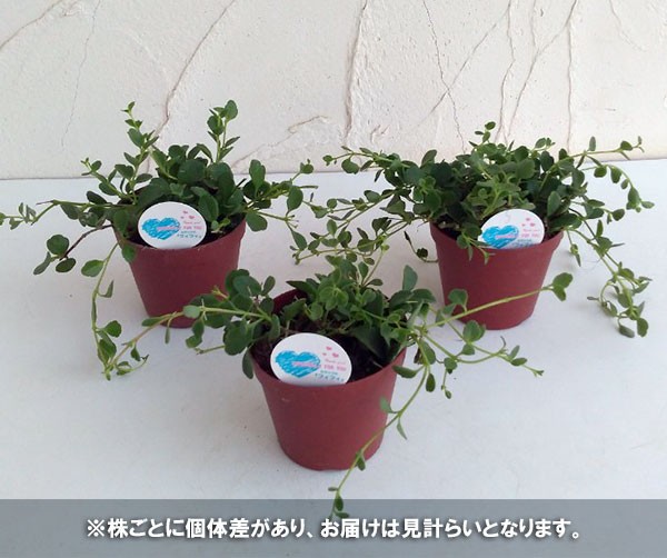 草花の苗 カランコエ・フィフィ3.5号ポット |  | 09