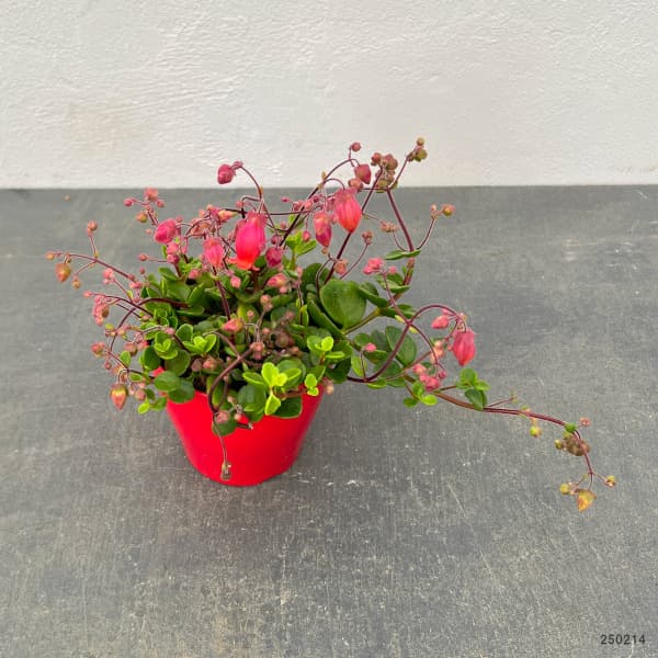 草花の苗 カランコエ・フィフィ3.5号ポット |  | 05