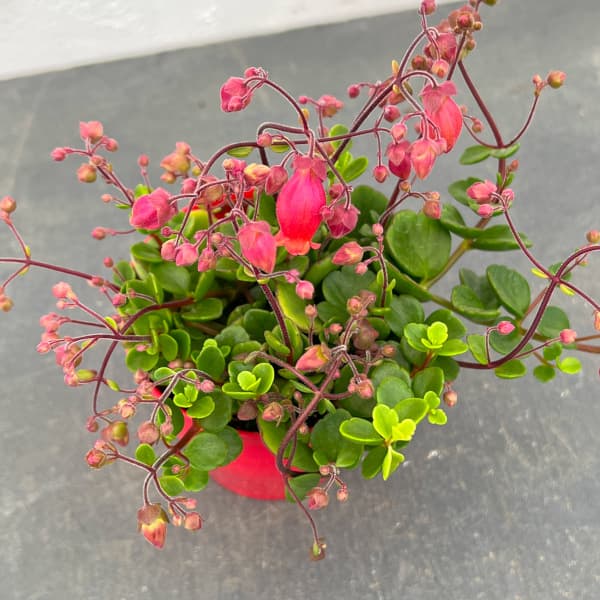 草花の苗 カランコエ・フィフィ3.5号ポット |  | 06