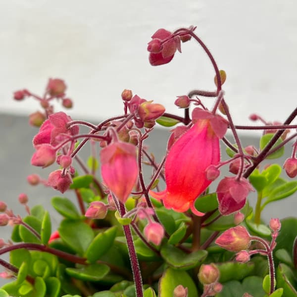 草花の苗 カランコエ・フィフィ3.5号ポット |  | 07