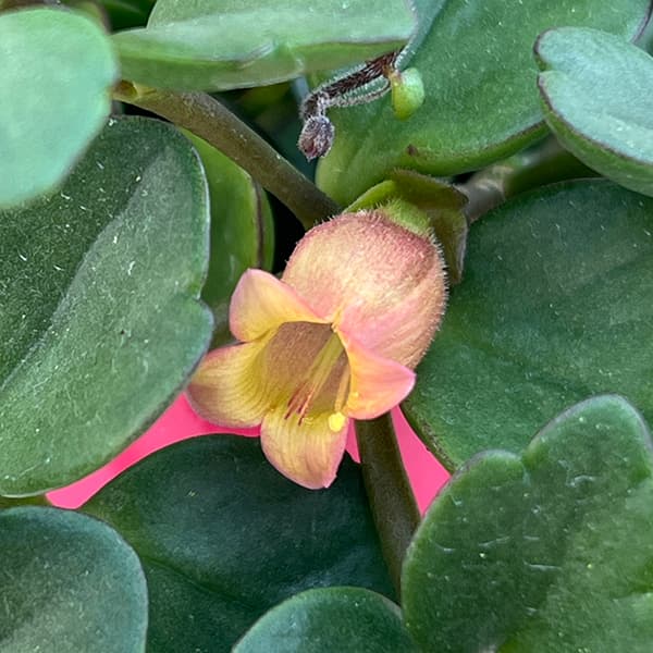 草花の苗 カランコエ・フィフィ3.5号ポット |  | 03