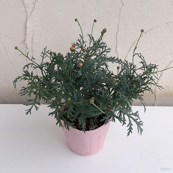 草花の苗 (わけあり特価)マーガレット シンプ...の詳細画像1