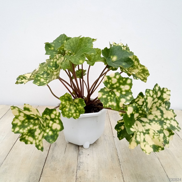 山野草の苗 ツワブキ 珊瑚（サンゴ）5号鉢植え : 園芸ネット - 通販