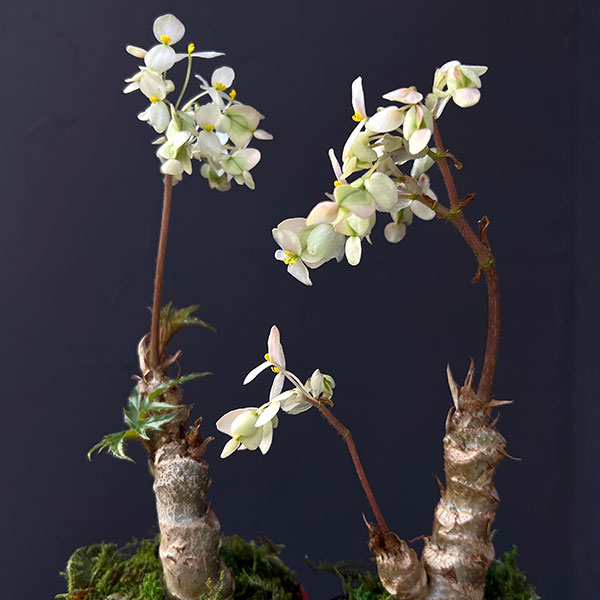 観葉植物 さくらベゴニア3.5号鉢植えの詳細画像4