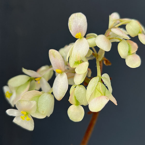 観葉植物 さくらベゴニア3.5号鉢植えの詳細画像1