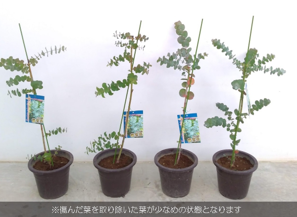 最高級 花木 庭木の苗 棚卸セール わけあり特価 ユーカリ プルブレンタ 銀世界 6号ポット Aynaelda Com