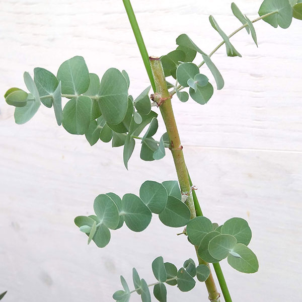 最高級 花木 庭木の苗 棚卸セール わけあり特価 ユーカリ プルブレンタ 銀世界 6号ポット Aynaelda Com