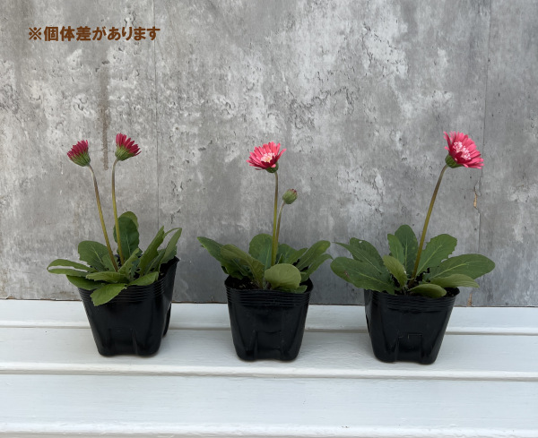 草花の苗 26年9月中下旬予約 ガーデンガーベ...の詳細画像1