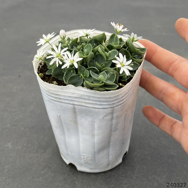 山野草の苗 シコタンハコベ(ステラリア ルスキ...の詳細画像1