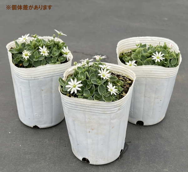 山野草の苗 シコタンハコベ(ステラリア ルスキ...の詳細画像4
