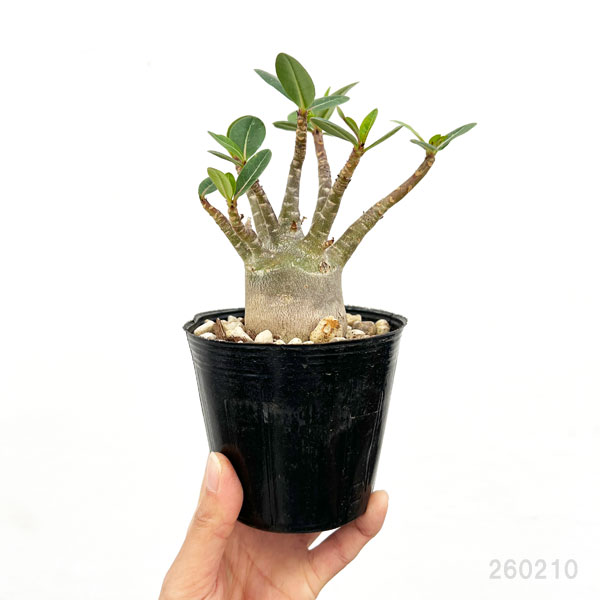観葉植物 アデニウム(実生株) 3.5号ポットの詳細画像1